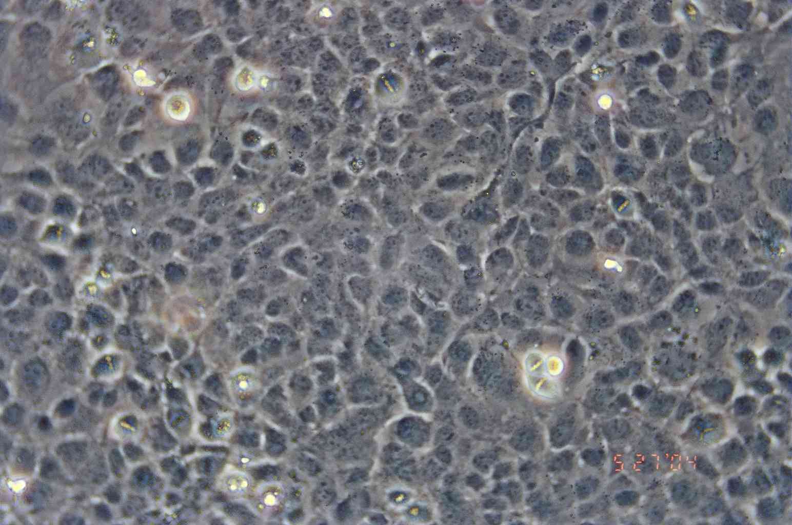 WI-38 VA13 subline 2RA细胞图片